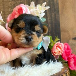 Romeo - Black and tan male Yorkshire Terrier puppy in Howe, Oklahoma from Ray Holder