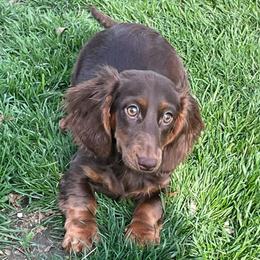 Nellie - Chocolate and tan female Dachshund puppy in Industry, Illinois from KDKs Kennels