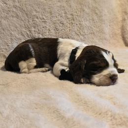 BLACK (with tag) - Liver white and tan male English Springer Spaniel puppy in Jesup, Georgia from 31 Pines Kennels