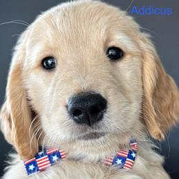 Adicus - Golden male Golden Retriever puppy in Vail, Arizona from Retrievers Gold AZ