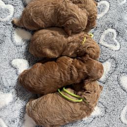 Poodle Puppies from R&R Goldendoodles