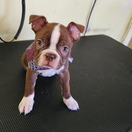 Boston Terrier Puppies from Drew Simmons
