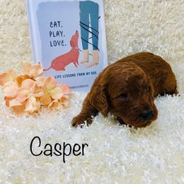 Goldendoodle Puppies from Ming’s Dynasty Doodles