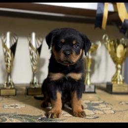 Veno - Black and mahogany male Rottweiler puppy in Uniontown, Alabama from CedarBluff Rottweilers