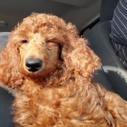 Poodles from Latham poodles