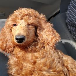 Poodles from Latham poodles