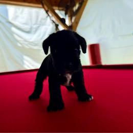 Boy 3 - Black male Miniature Schnauzer puppy in Charlotte, North Carolina from Marley’s Babies