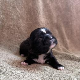 Master - Brindle male Shih Tzu puppy in Sharon, Pennsylvania from Keystone Danes and Shih tzus