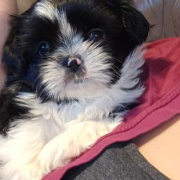 Maddix - Black and white male Shih Tzu puppy in Peoria, Arizona from Shihtzucircusaz