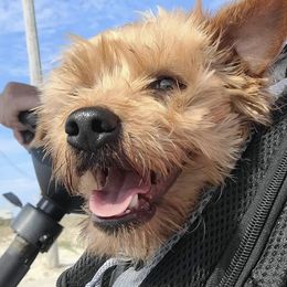 Yorkshire Terriers from Yoyo Kisses