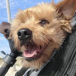 Yorkshire Terriers from Yoyo Kisses