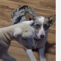 Elsa - Pembroke Welsh Corgi