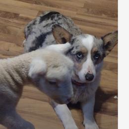 Elsa - Pembroke Welsh Corgi