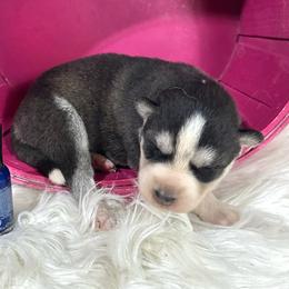 Liora - Black and white female Siberian Husky puppy in Collins, Iowa from Homegrown Huskies