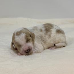Peach - Parti female Goldendoodle puppy in Kenansville, North Carolina from J+A Family Doodles
