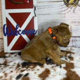 Miniature Schnauzer Puppies from Forever Schnauzers