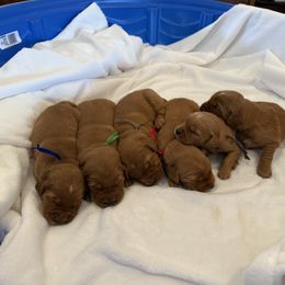 Golden Retriever Puppies from Beach Cities Golden Retrievers