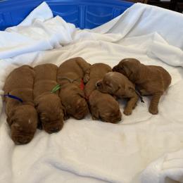 Golden Retriever Puppies from Beach Cities Golden Retrievers