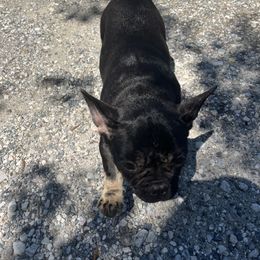 French Bulldog and Rottweiler Puppies from MBArotties_frenchies