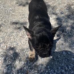 French Bulldog and Rottweiler Puppies from MBArotties_frenchies