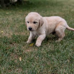 Bunny - Golden female Golden Retriever puppy in Lakeside, Arizona from Tall Pines Goldens