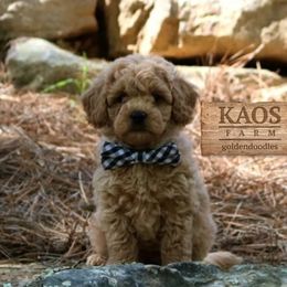 Goldendoodle Puppies from Kaosfarm Goldendoodles