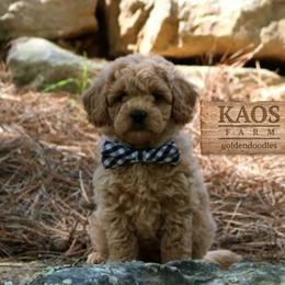 Goldendoodle Puppies from Kaosfarm Goldendoodles