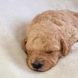 Goldendoodle Puppies from Lake Village Doodles