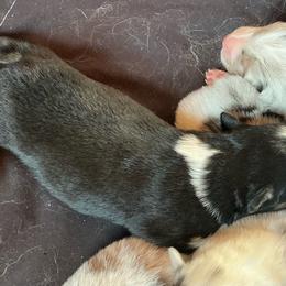 Girl 3 - Black tri-color female Australian Shepherd puppy in Brownfield, Maine from Misty Feather Aussies