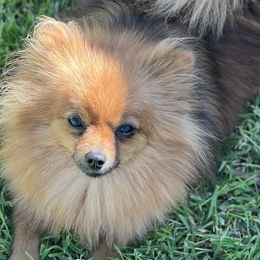 Foxee - Pomeranian