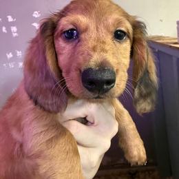 Dachshund Puppies from Lori Compoi