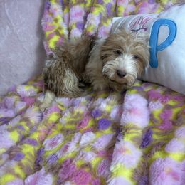 Spencer - Piebald Dachshund puppy in Lake City, Florida from My Ditzy Doxies of Florida