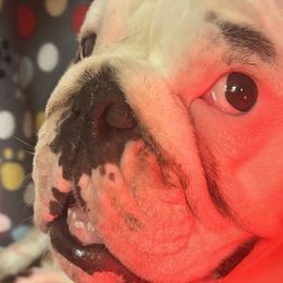Matilda - Bulldog