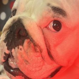Matilda - Bulldog