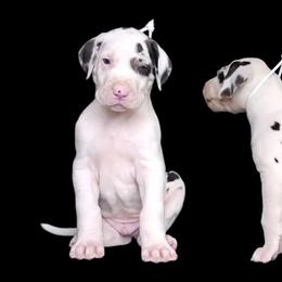 Prince William - Harlequin male Great Dane puppy in Brookings, South Dakota from Debonair Danes