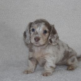 Dachshund Puppies from Rustic Bark Page's Dachshunds