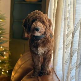 Brandy - Goldendoodle