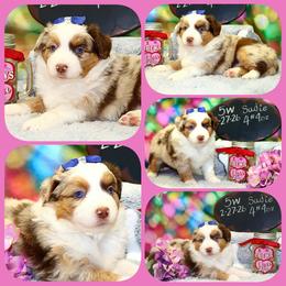 MerSadies - Red merle female Toy Australian Shepherd puppy in Levelland, Texas from Once Upon a Time Aussies