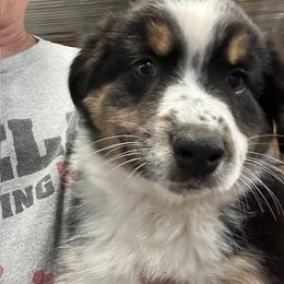 Miniature American Shepherd Puppies from Mini Aussie Florida