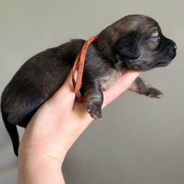 Blanche - Cream female Dachshund puppy in Youngstown, Florida from Paradox Dachshunds