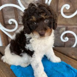 Reef - Tri-color male Cavapoo puppy in Central, Arizona from Desert Valley Doodles
