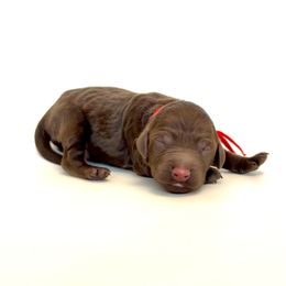 Otter - Chocolate male Goldendoodle puppy in Pulaski, Tennessee from Doodle My Heart