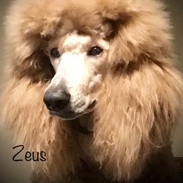 Poodle Puppies from Prissy Pants Poodles LLC