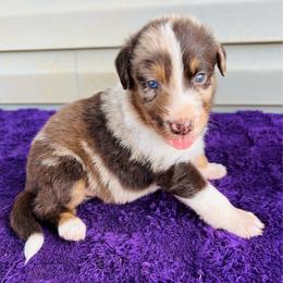 Rusty - Red merle male Australian Shepherd puppy in Charlotte, North Carolina from Awesome Aussies