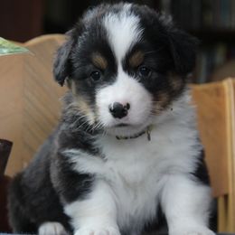 Kaladin - Black and tan Pembroke Welsh Corgi puppy in Fair Grove, Missouri from Cross D Ranch Corgis