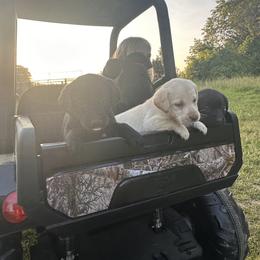 Labrador Retriever Puppies from Creekside Canines