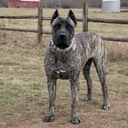 Evelyn - Tiger female Perro de Presa Canario puppy in Goshen, Alabama from Mesquite Creek Kennels