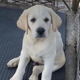 Remi - Yellow male Labrador Retriever puppy in Broussard, Louisiana from D5 Death Valley Kennels/Royal Reign American Cocker Spaniels