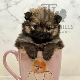 Emily - Orange sable female Pomeranian puppy in Redlands, California from Torrey Hills Poms