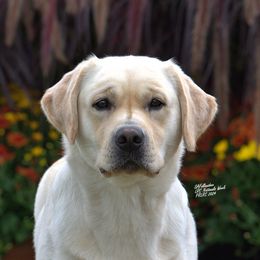 Labrador Retrievers from Salty Dog Retrievers